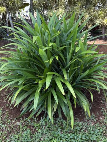 pandan leaves