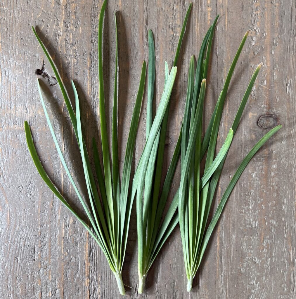 garlic chive