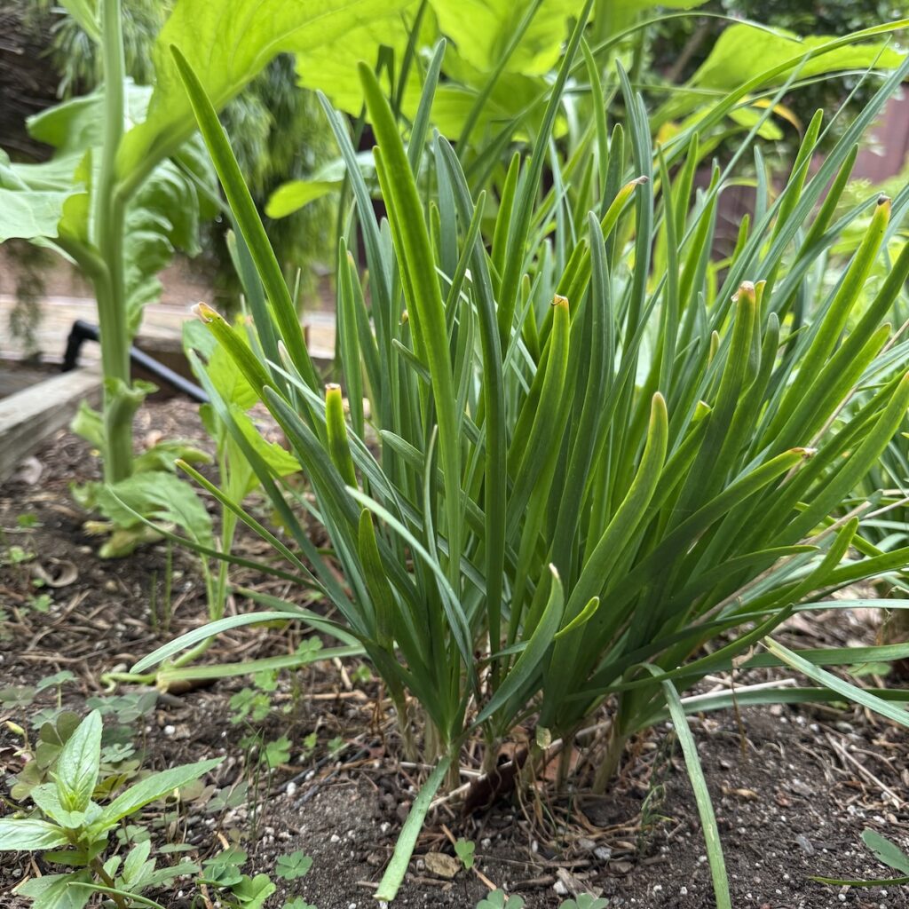 garlic chive growing