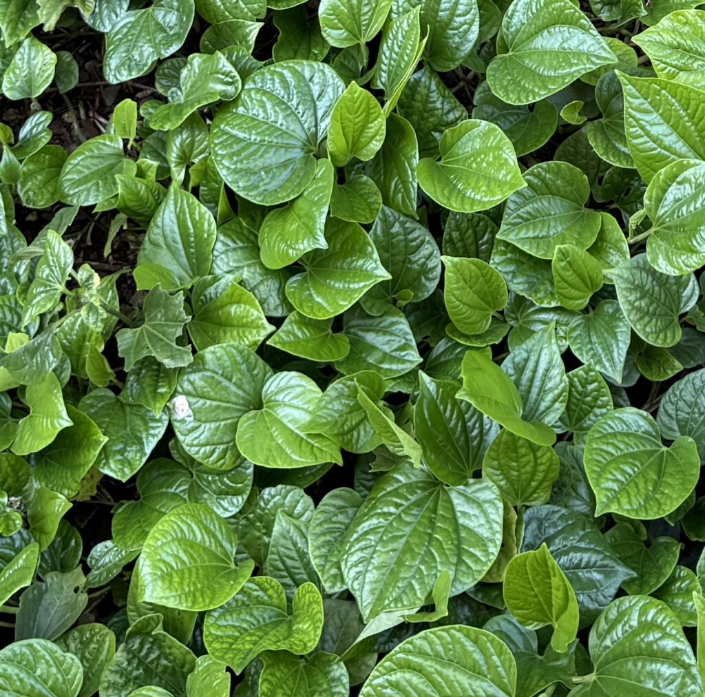la lot leaves, wild pepper leaf