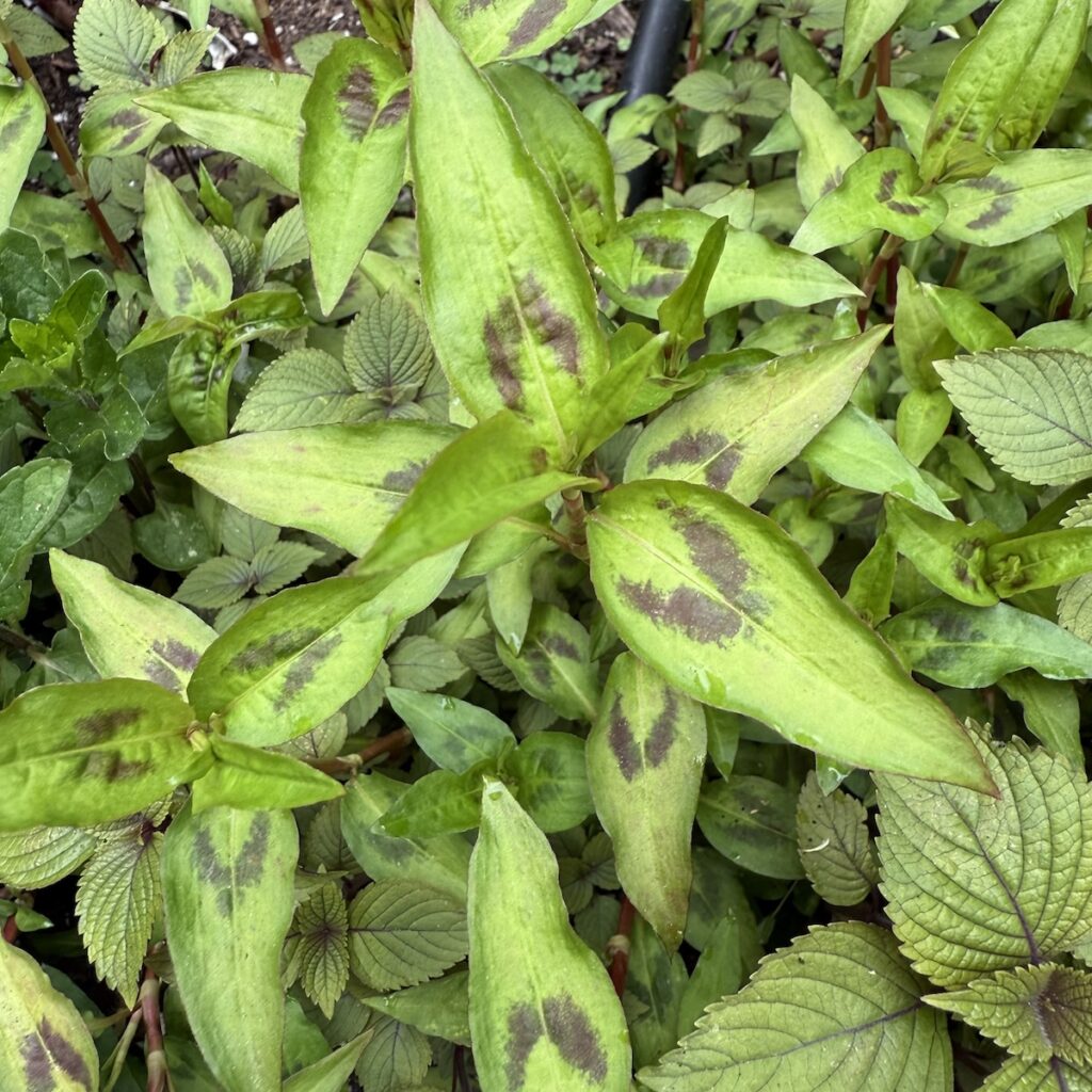 vietnamese coriander