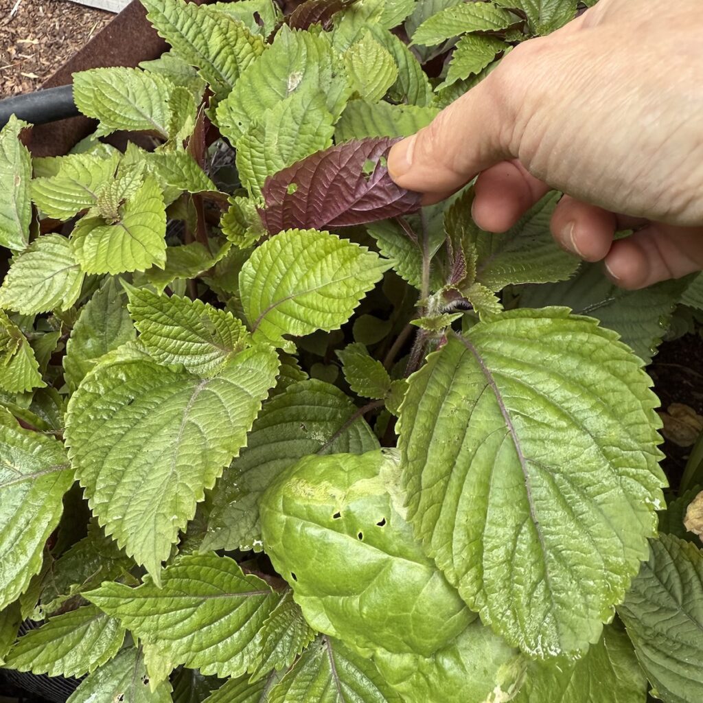 vietnamese shiso
