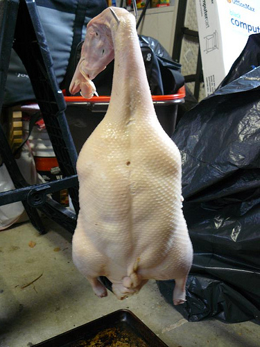 Homemade Peking Duck hanging