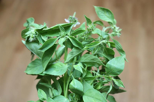 image from www.flickr.com