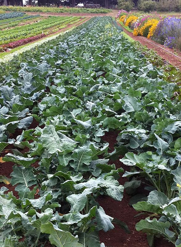 image from www.flickr.com