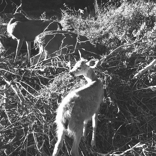 image from www.flickr.com