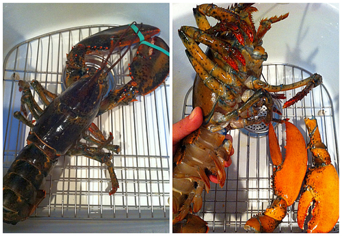 How to cook live lobster