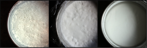 Bun rice noodle batter fermenation