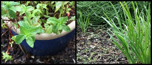 Mint-garlic-chive