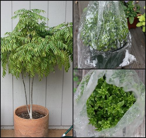 Curry-leaf-rice-paddy-herb