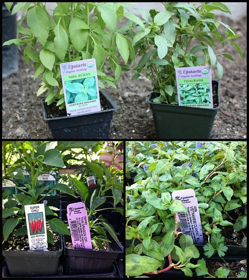 Asian-herbs-chiles-collage