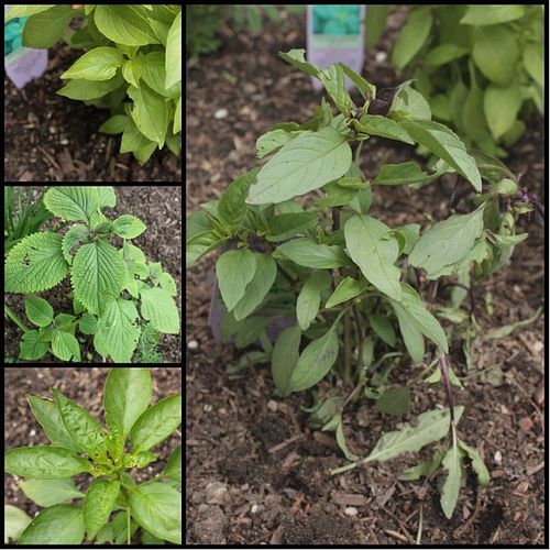 Garden-2013-fighting-pests