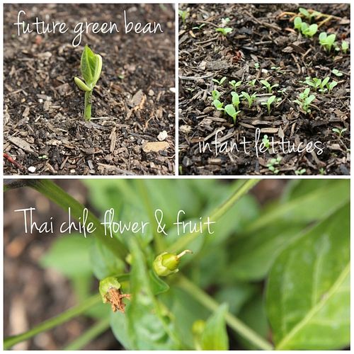 Garden 2013 seedlings