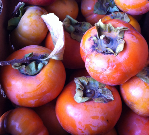 Persimmon-fuyu-2013