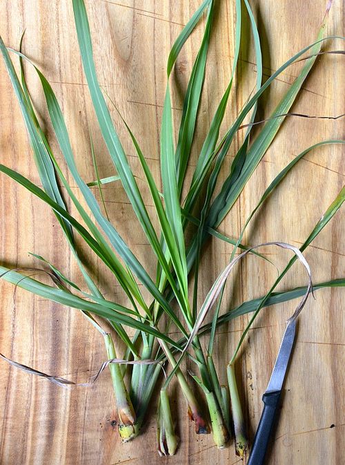 Lemongrass-home-grown