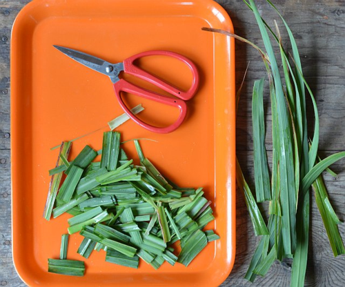 Lemongrass-cut-leavesjpg