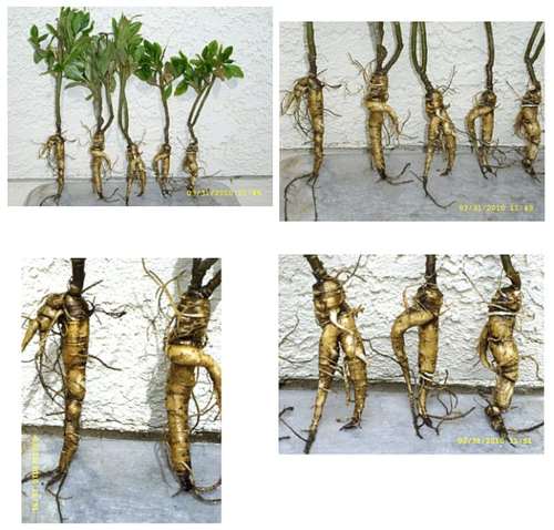 White-ginseng-dad-2010