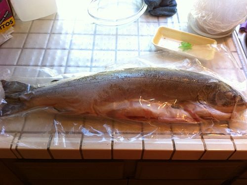 Frozen-salmon-dan