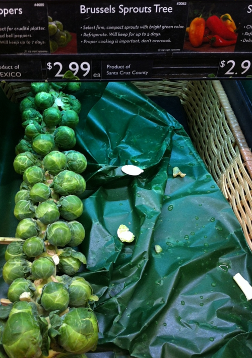 Brussels-sprouts-tree