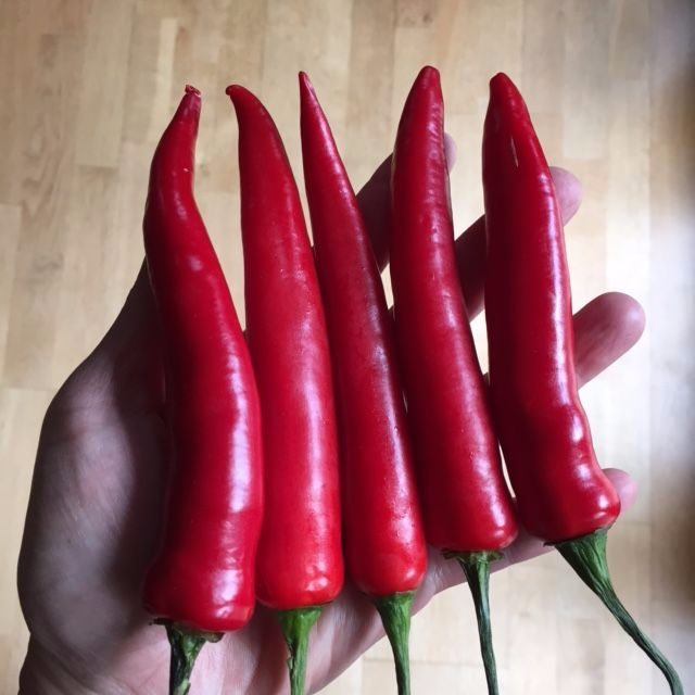 Chiles-long-finger-chiles