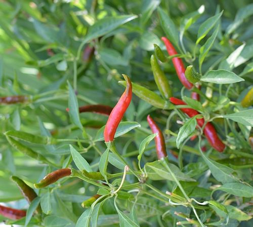 Chiles-Thai-Dragon-homegrown