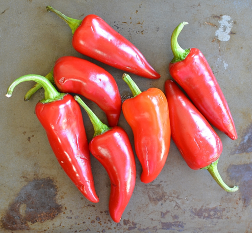 Chiles-fresnos-2015-borba