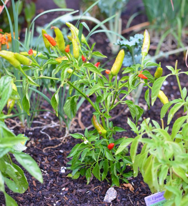 Chiles-garden