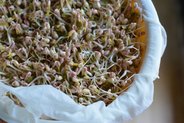 Mung-beans-first try