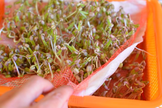 Mung-beans-double-decker