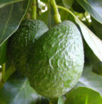 Avocado_tree_4