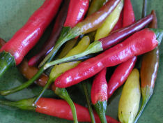 Chiles