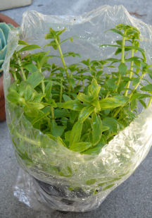 Rice_paddy_herb_ngo_om