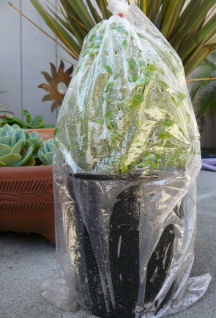 Rice_paddy_herb_ngo_om_2