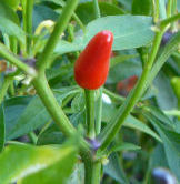 Thai_chile_plant_2