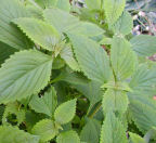 Vietnamese_balm_kinh_gioi