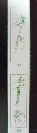 Water_spinach_splitter_instrux