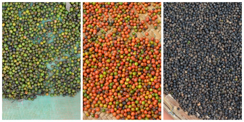 Vietnamese pepper drying
