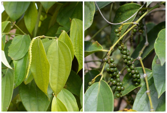 Vietnamese pepper -- immature green drupes