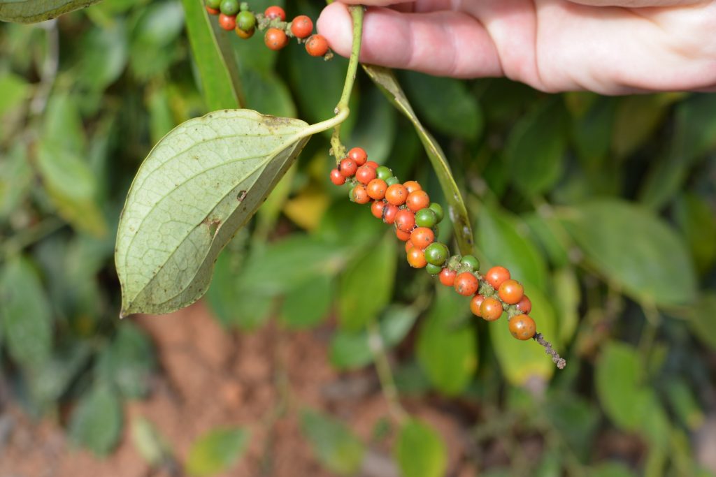 Vietnamese pepper maturing