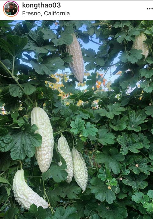 Okinawan bitter melon, tofu, and pork scramble