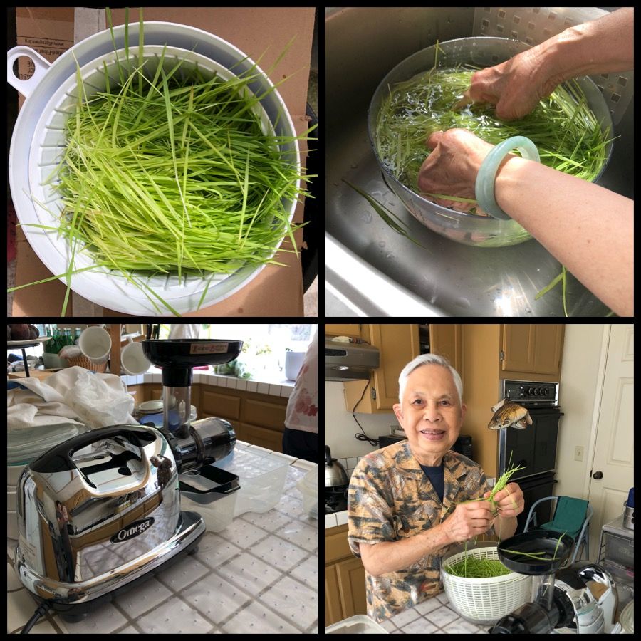 Dad's wheatgrass juicing tips