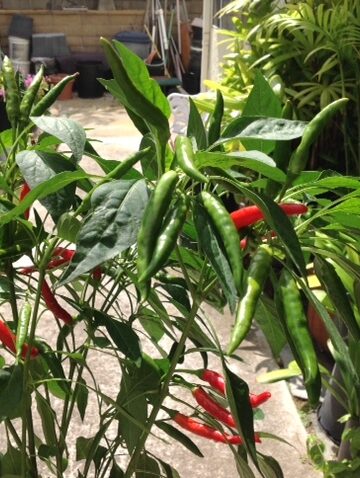 Chili Plants with MSG