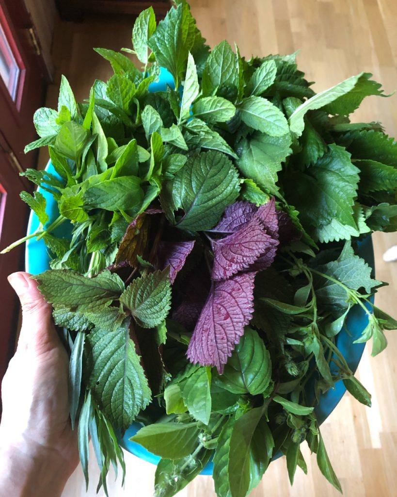 Viet herb harvest
