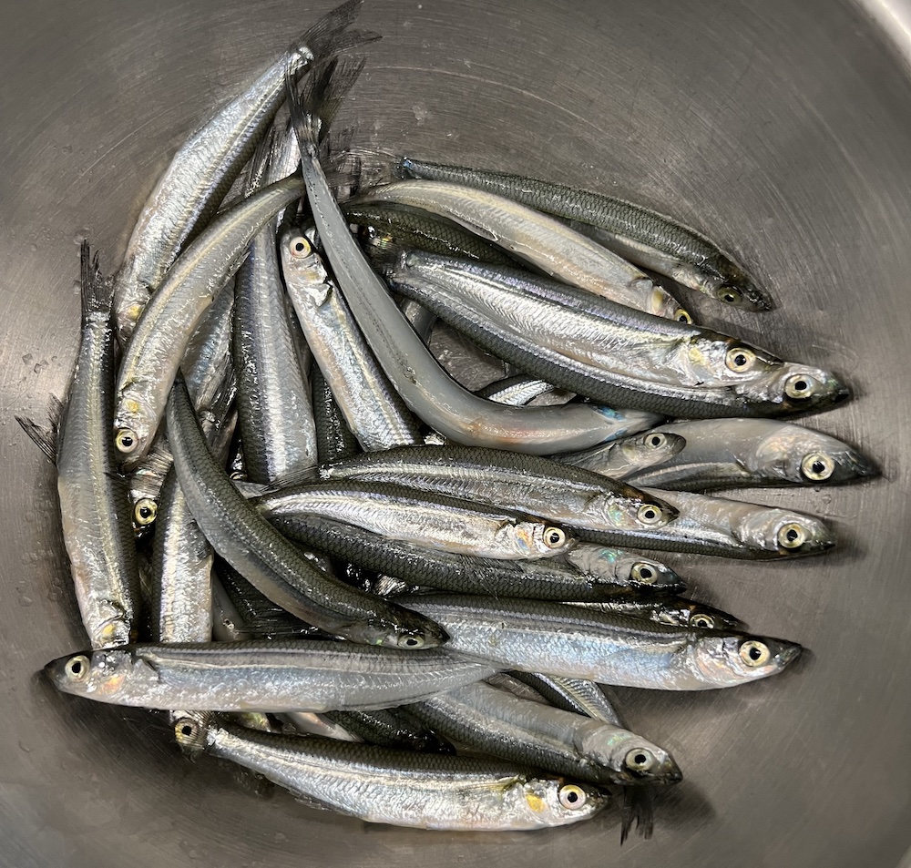 fresh smelts from monterey bay