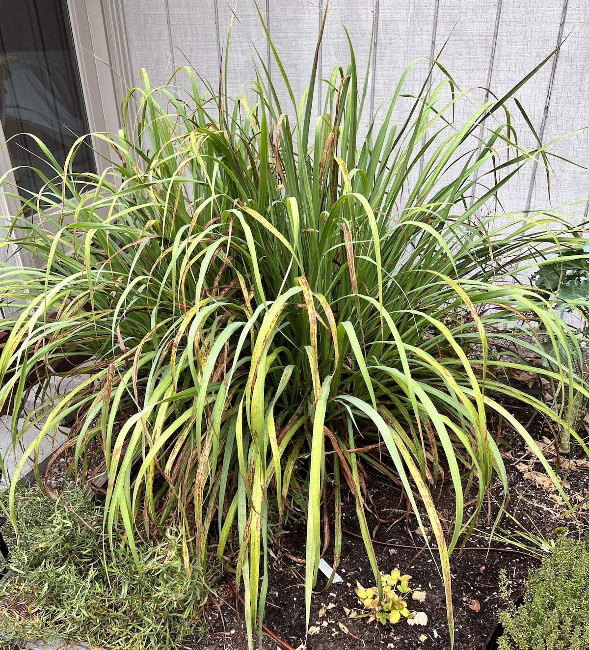 homegrown lemongrass