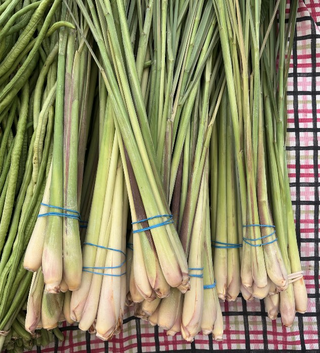 lemongrass Hmong grown