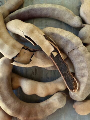 tamnarind pod