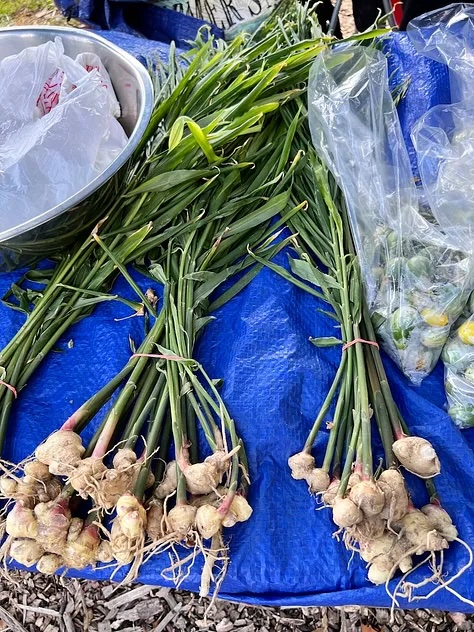young ginger with leaves